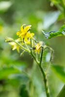 tomate flores em a arbusto. amarelo pequeno flores plantio tomates dentro a estufa. vegetariano Comida. foto