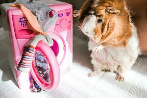 fofa Guiné porco perto a lavando máquina. animais de estimação Faz tarefas domésticas foto