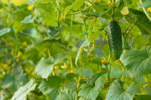 1 verde maduro pepino em uma arbusto entre a folhas. pepino em a fundo do a jardim. foto