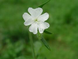 branco flor do Silene latifolia ou melandrium álbum ou branco ca foto