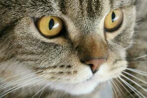 bandeira do uma fechar acima do uma malhado gato face com Castanho olhos e nariz foto