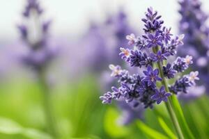 lavanda flor. fundo. ai generativo pró foto