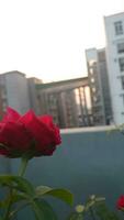 horizontal lindo vermelho rosa flor fotografia. foto