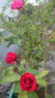 horizontal lindo vermelho rosa flor fotografia. foto