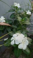 vinca branco rosa. catharanthus Roseus Madagáscar pervinca branco flor. foto