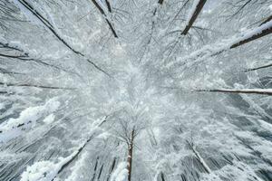 gelado caído folhas com brilhante gelo geada dentro Nevado floresta parque. fundo. ai generativo pró foto