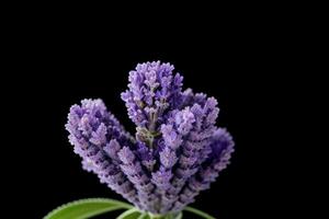 lavanda flor. fundo. ai generativo pró foto