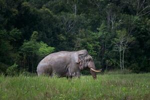 lindo masculino elefante com ampla marfim em pé em verde campo do khao yai nacional parque,khaoyai é 1 do a maioria importante natural santuário dentro sul leste Ásia foto