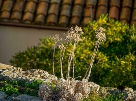 dubrovnik na croácia foto