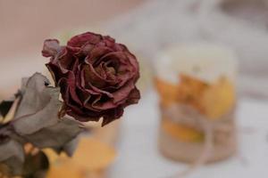 close-up rosa vinho seca em fundo claro