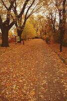 dourado outono panorama cheio do caído folhas dentro a parque foto