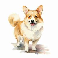 fofa corgi. aguarela ilustração do uma vermelho cachorro. grampo arte em branco fundo foto