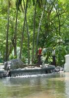 natureza jardim dentro Bangkok Tailândia foto