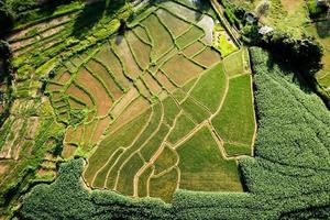 paisagem de campo de arroz em casca na Ásia, vista aérea de campos de arroz foto