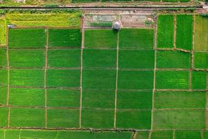 paisagem de campo de arroz em casca na Ásia, vista aérea de campos de arroz foto