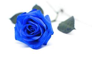 rosa azul isolada no fundo branco foto