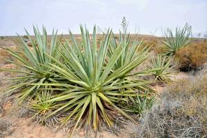 agave plantas dentro a deserto foto