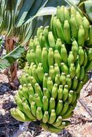 uma grupo do verde bananas foto