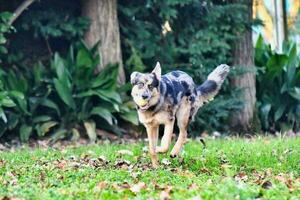 uma cachorro corrida através a Relva dentro a Jardim foto