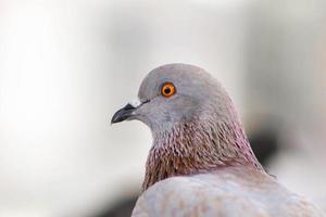 close-up de pombo, pombo-olho. foto