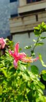 vermelho hibisco flor em natureza fundo isto pode estar considerado a rainha do tropical flores e pode Além disso usar flores e folhas este conter mucilagem para medicinal e beleza benefícios Como bem. foto