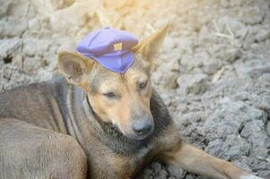 uma cachorro dentro a chapéu foto