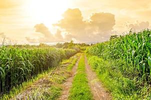 paisagem de campo de milho com o pôr do sol, fazenda de campo verde. foto