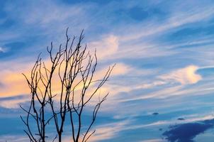 silhueta de árvore morta e galho seco com lindo céu e céu azul foto