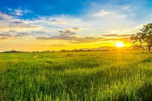 paisagem de milharal e campo verde com pôr do sol na fazenda foto