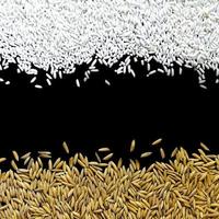 vista de cima arroz em casca e semente de arroz, grão de arroz integral e pilha de arroz. foto