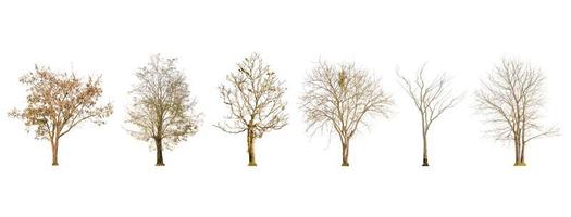 conjunto de forma de árvore seca e galho de árvore no fundo branco para isolado foto