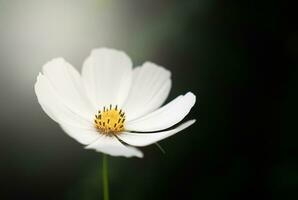 branco cosmos flor dentro a do sol raios em uma Sombrio verde fundo. natural papel de parede. fechar-se. seletivo foco. foto