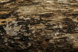 fundo do uma rústico madeira textura. a charme do natureza. foto