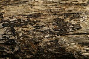 fundo do uma rústico madeira textura. a charme do natureza. foto