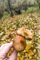 cogumelos dentro a outono floresta depois de a chuva, caído folhas e verde musgo foto