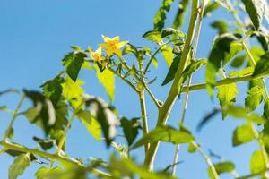 tomates verdes close-up macro foto