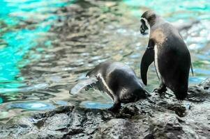 dois pinguins estão em pé em pedras perto a água foto