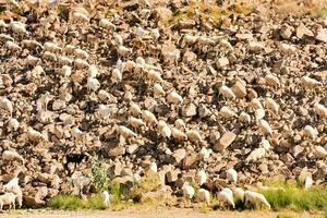 rebanho de ovelhas foto