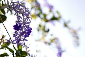 fechar-se do a petrea Volubilis flores comumente conhecido Como a roxa guirlanda. foto