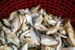 fresco peixe dentro vermelho cesta foto