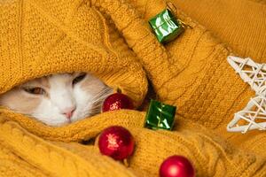 uma engraçado gato uma frio outono, inverno. uma lindo branco focinho do uma gato com uma Rosa nariz foto