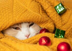 uma engraçado gato uma frio outono, inverno. uma lindo branco focinho do uma gato com uma Rosa nariz foto