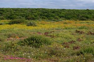 campo de flores foto