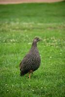 spurfowl caminhando em Relva foto