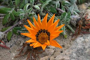 close-up de flores foto