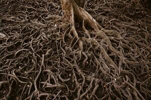 raízes do árvores este crescer dentro mangue florestas. foto