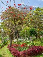 Primavera Tempo dentro funchal Madeira foto