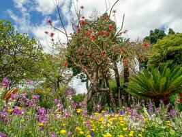 Primavera Tempo dentro funchal Madeira foto