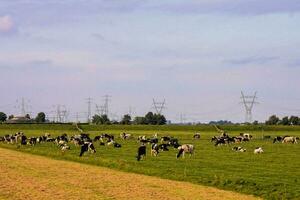 vacas dentro uma campo com poder linhas dentro a fundo foto