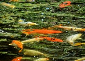 peixes koi em um lago foto